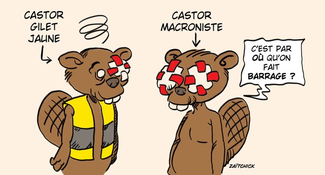 Les Castors, bientôt le retour ?